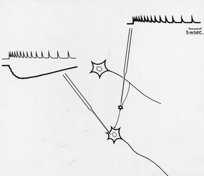 Schema di connessioni mnemoniche a livello del midollo spinale