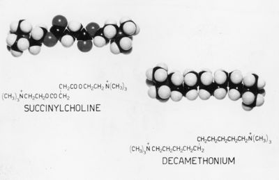 Succinylcholine. Decamethonium