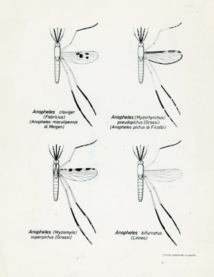 Tav. 205 - Varie specie di Anopheles