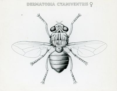 Tav. 200 - Dermatobia Cyaniventris