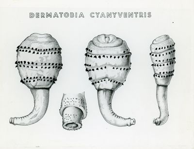 Tav. 199 - Dermatobia Cyaniventris