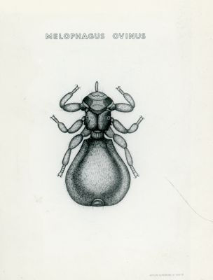 Tav. 204 - Melophagus Ovinus
