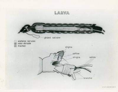 Tav. 203 - Larva