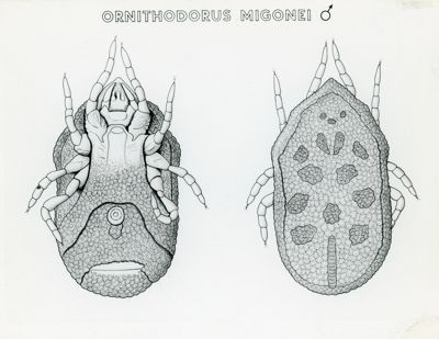 Tav. 193 - Ornithodorus Migonei