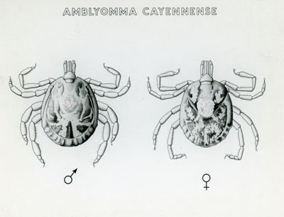 Tav. 198 - Amblyomma Cayennense