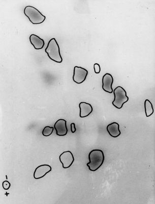 Gel: "Amino Acid Compositions of the Soluble Tryptic Peptides from the Aminoethylated β - like chain Rana esculenta Hemoglobin (major component)"