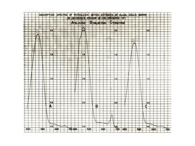 Spettri di assorbimento di cellule algali in diverse condizioni