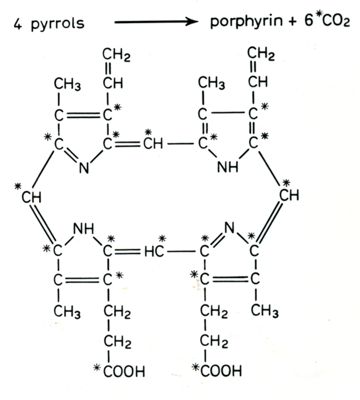 Biosintesi della porfirina