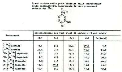 Tabella riguardante la distribuzione nella parte benzoica della Ferroverdina della radioattività incorporata da vari precursori marcati con carbonio-14