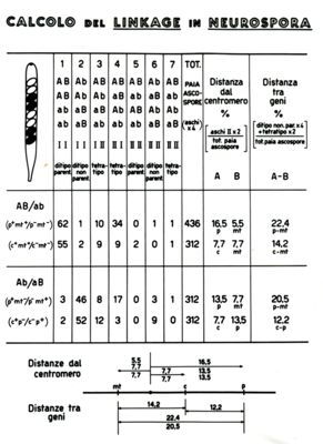 Genetica dei microrganismi