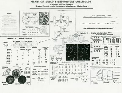 Genetica dello Streptomyces Coelicor