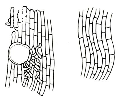 Disegno di struttura morfologica di miceti