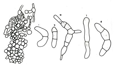 Disegni di strutture morfologiche di miceti