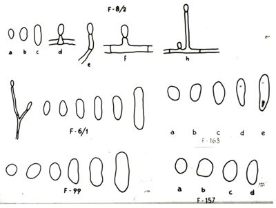 Disegni di strutture morfologiche di miceti