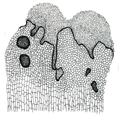 Disegno di struttura morfologica di miceti