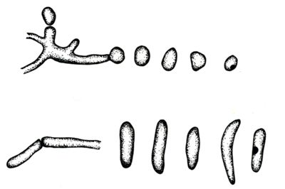 Disegni di strutture morfologiche di miceti