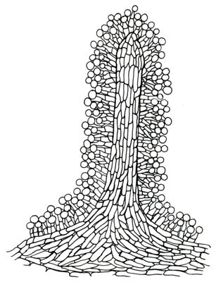 Disegno di struttura morfologica di miceti