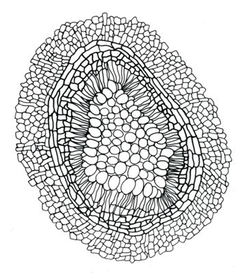 Disegno di struttura morfologica di miceti