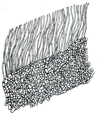 Disegno di struttura morfologica di miceti