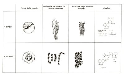 Tabella riguardante il Claviceps Paspali e il Claviceps Purpurea con disegni che rappresentano le forme delle colonie, la morfologia del micelio in coltura diversa, la struttura degli scierozi naturali e gli alcaloidi