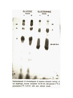 Studi metabolici in vivo e in vitro