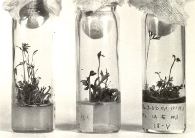Colture in vitro di piante superiori