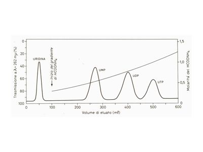 Saggi biochimici sull'uso di basi azotate da parte di colture di miceti