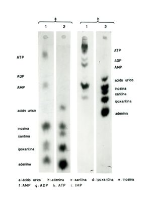 Studio relativo a sostanze trattate con solventi (in esito ad analisi cromatografiche) - a: acido urico; b: adenina; c: xantina; d: ipoxantina; e: inosina; f: AMP; g: ADP; h: ATP; i: IMP