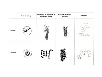 Studi farmacologici di prodotti naturali - Tabella riguardante la Claviceps Paspali e la Claviceps Purpurea