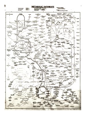 Spettro riguardante l'estrazione di proteine (albumina e tripsina)