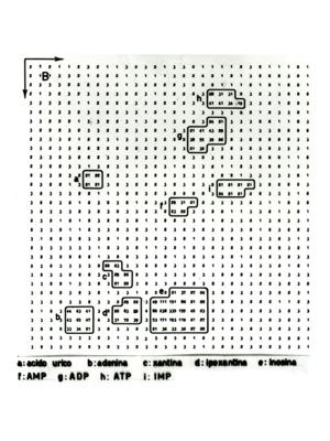 Studio relativo a sostanze trattate con solventi (in esito ad analisi cromatografiche) - a: acido urico; b; adenina; c: xantina; d: ipoxantina; e: inosina; f: AMP; g: ADP; h: ATP; i: IMP