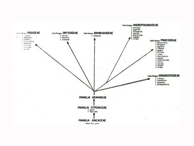 Alberi filogenetici di microrganismi