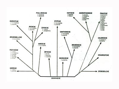 Alberi filogenetici di microrganismi