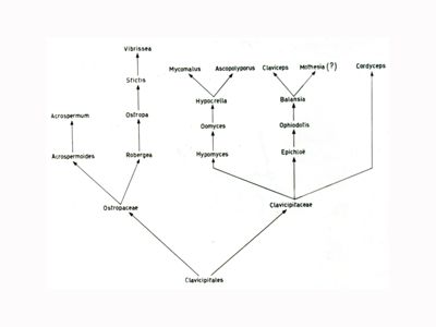 Alberi filogenetici di microrganismi