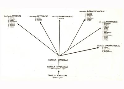 Alberi filogenetici di microrganismi