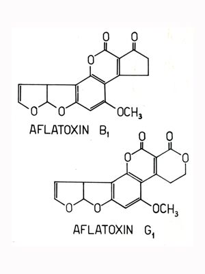 Formule di struttura di Aflatossina B1 e Aflatossina G1