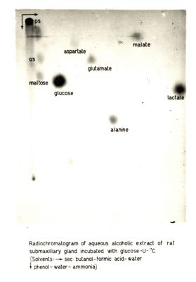 Radiocromatogrammi e mappe bidimensionali di interpretazione