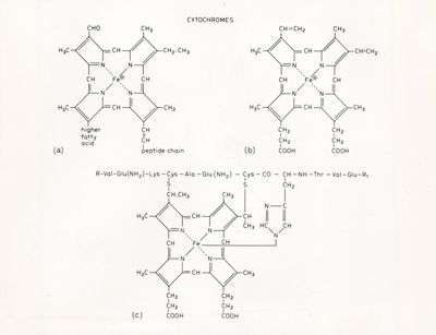 Formule di struttura riguardanti i Citocromi