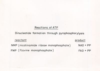 Reazioni di  ATP (Adenosina Trifosfato)