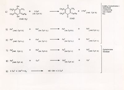 Formule chimiche e di struttura riguardanti i Citocromi