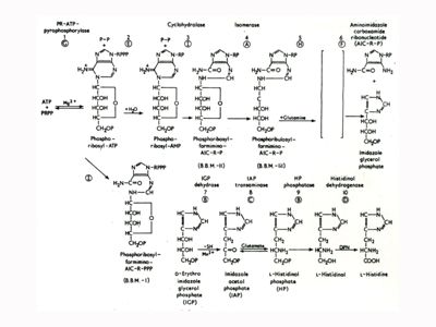 Studi metabolici