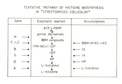 Studi metabolici