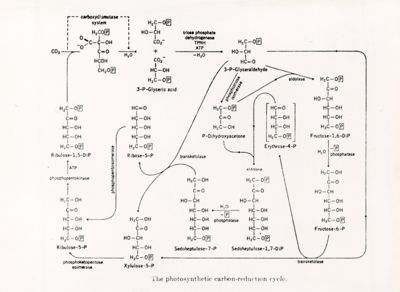 Il ciclo fotosintetico di riduzione del carbonio