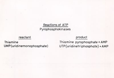 Reazioni di  ATP - Pirofosfochinasi