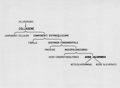 Schema della composizione morfologica e chimica del collagene