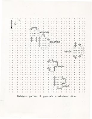 Modello metabolico di piruvato in fettine di cervello di ratto