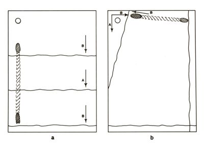 Genetica dei microrganismi