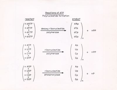 Reazioni di ATP - Formazione di polinucleotidi