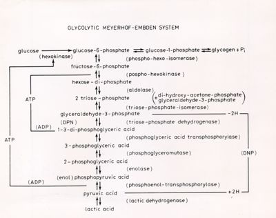 Glicolisi di Meyerhof-Embden