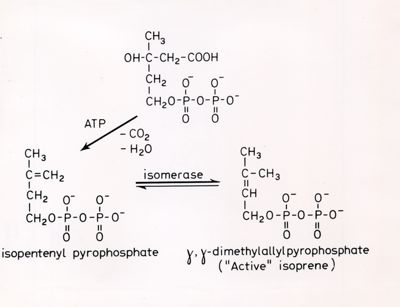 Formule chimiche riguardanti l'isomerasi e l'ATP